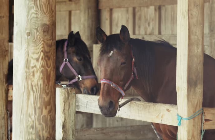 Totara Park Equestrian Centre