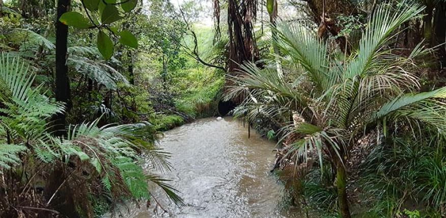 Murphys Bush Reserve